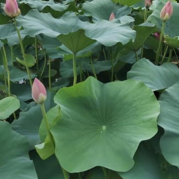 菏泽鲜荷叶大量批发零售