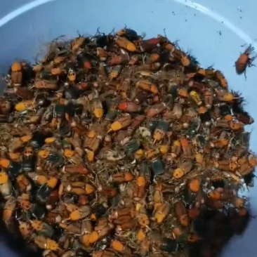 竹笋虫甲壳虫