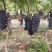 河南夏黑葡萄大量上市中，30万亩种植基地，视频看货