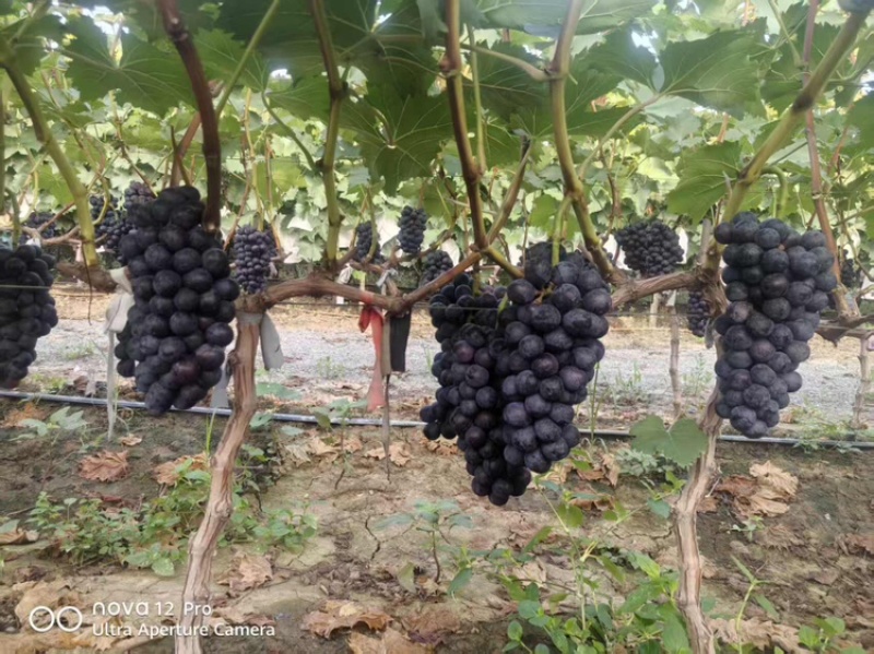 河南夏黑葡萄大量上市中，30万亩种植基地，视频看货