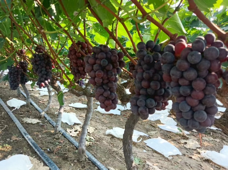河南夏黑葡萄大量上市中，30万亩种植基地，视频看货