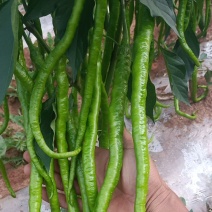 鲜辣椒