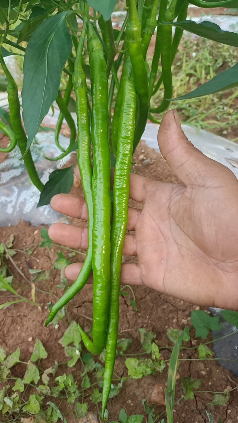 鲜辣椒