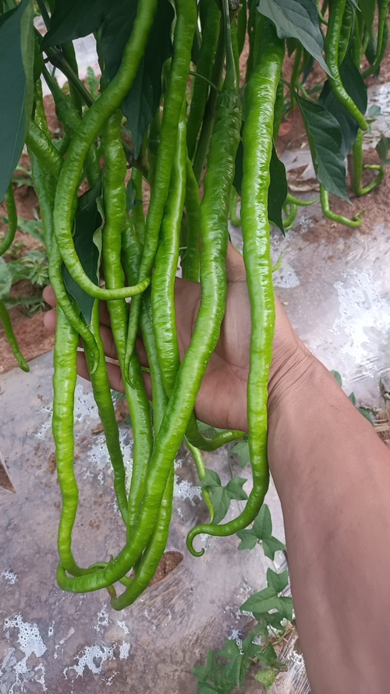 鲜辣椒