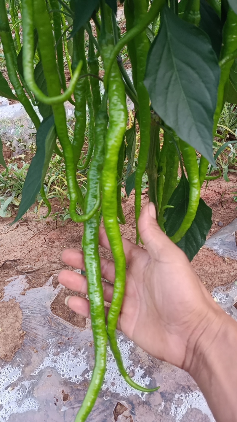 鲜辣椒