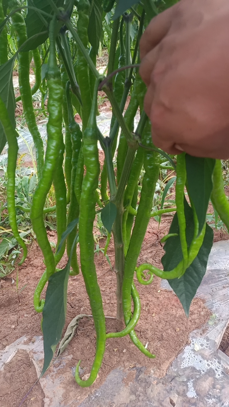 鲜辣椒