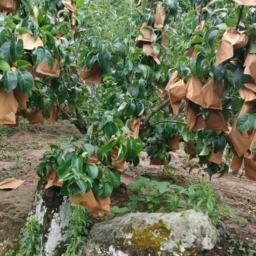 黄金梨