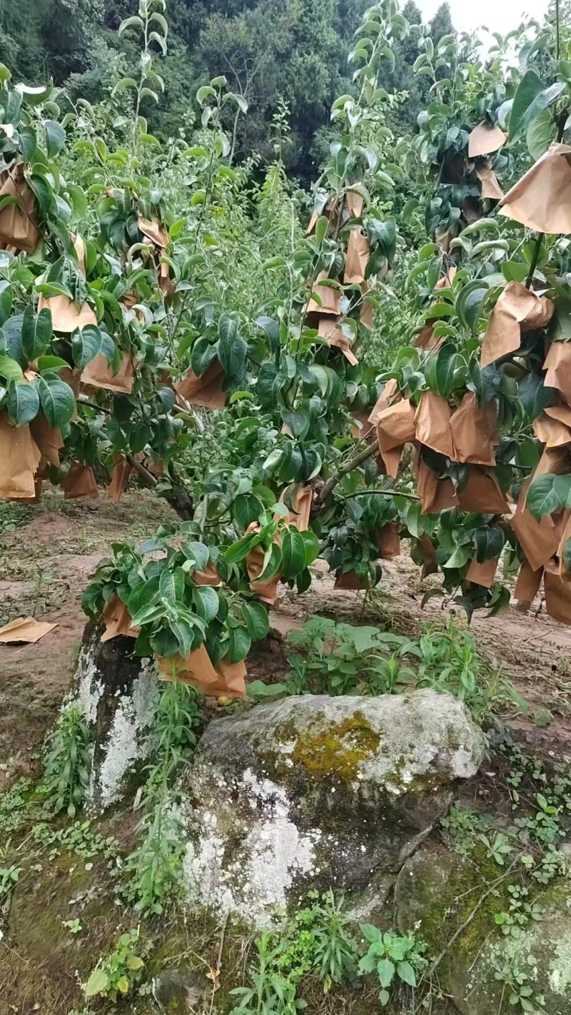 黄金梨