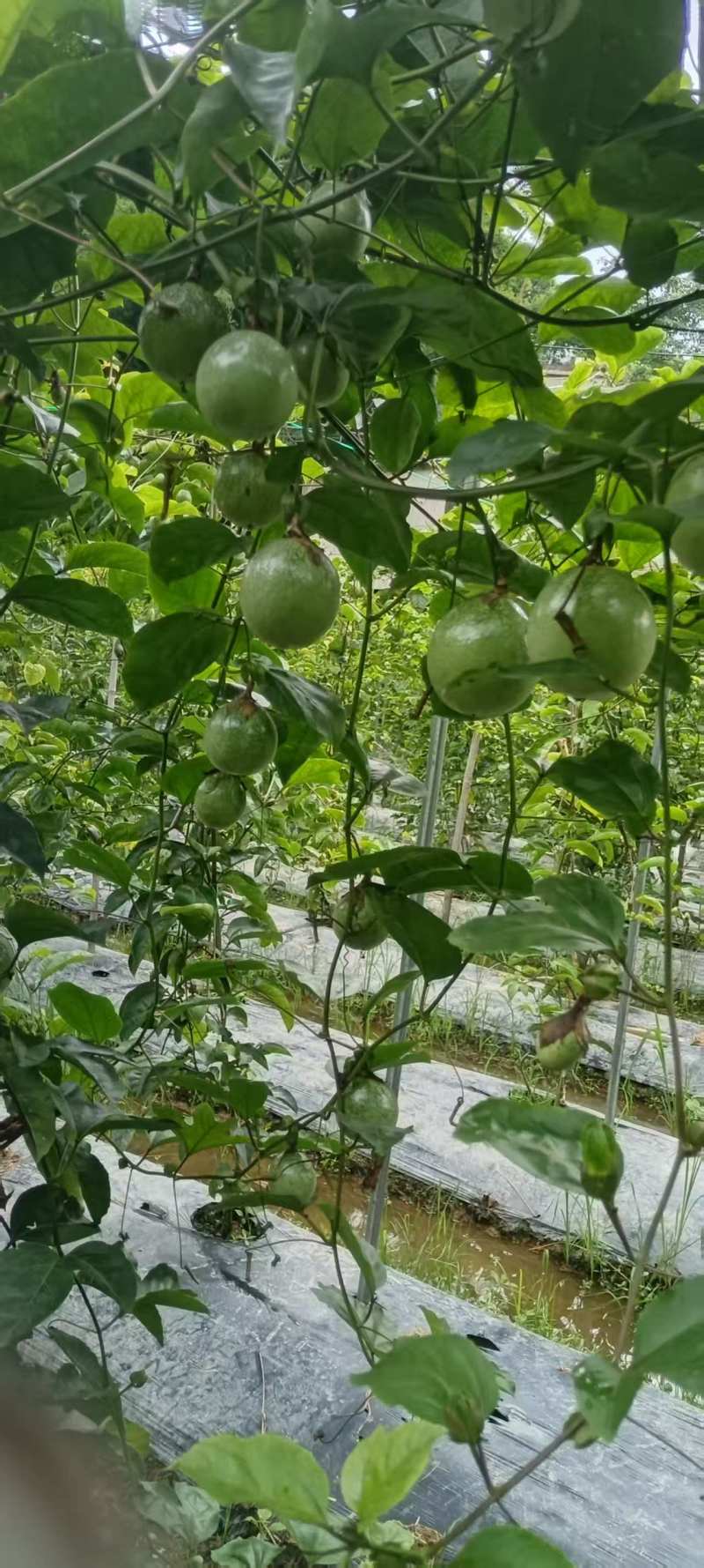 产地直销产品，百香果