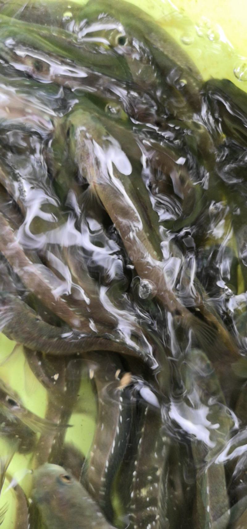 水产养殖七星鱼非常漂亮好养，适合所有鱼塘养殖，不会缺氧。