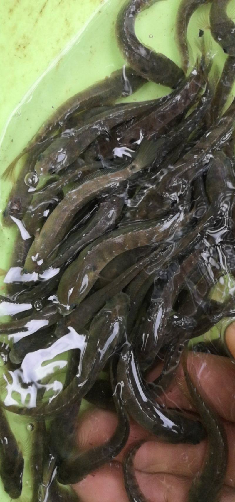 水产养殖七星鱼非常漂亮好养，适合所有鱼塘养殖，不会缺氧。