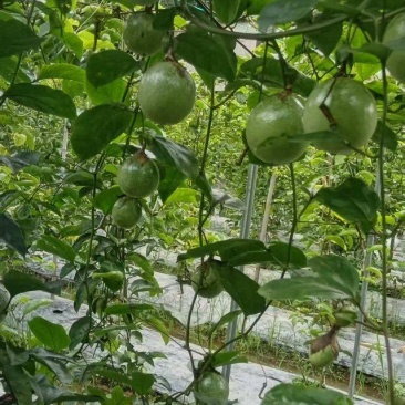 产地直销产品，百香果