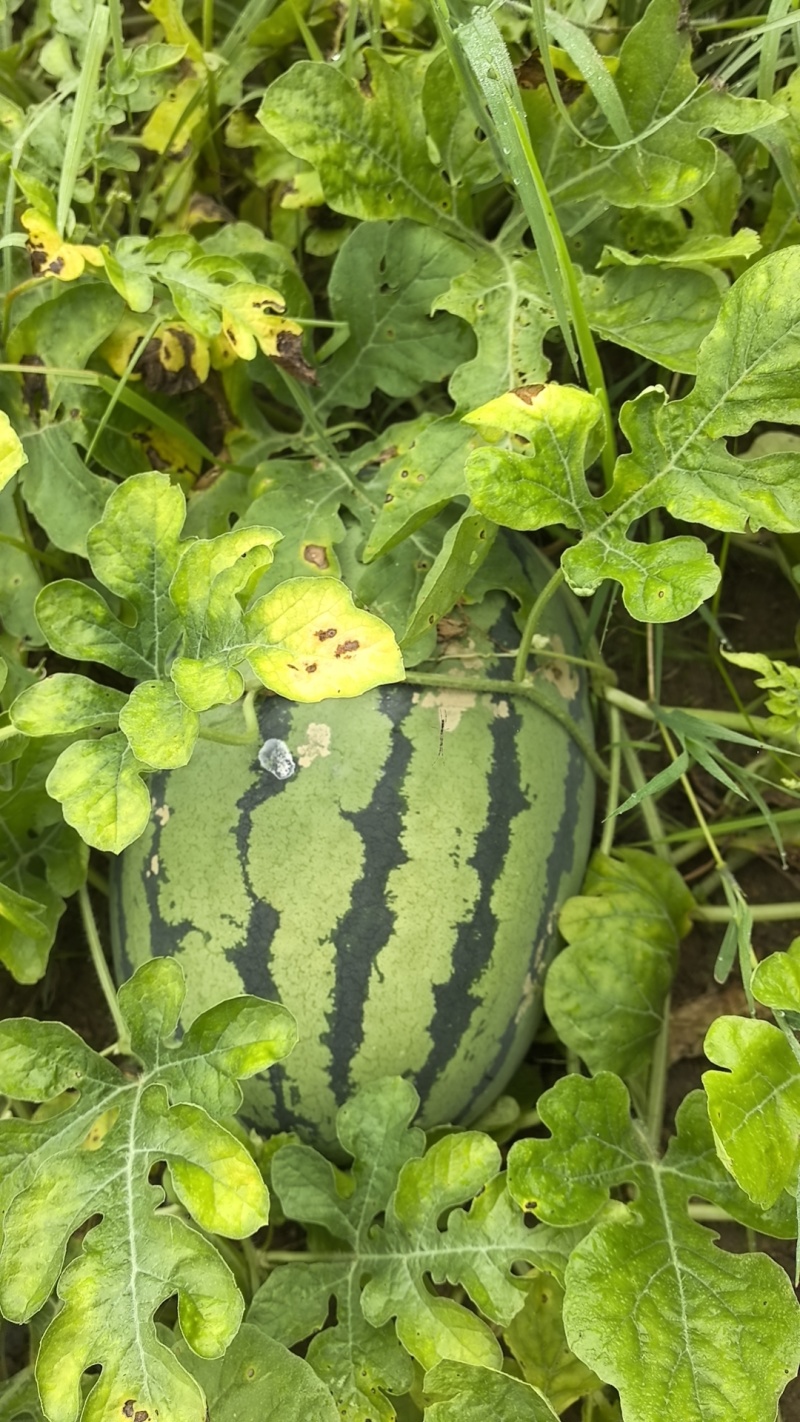 西瓜
