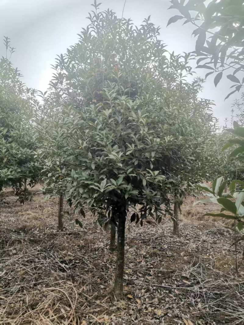 桂花树苗