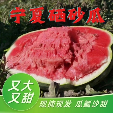 宁夏石缝瓜金城，提供一条龙服务，量大从优，诚信经营