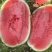 宁夏金城五号石缝瓜，品质保证，量大从优，可对接各大市场