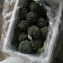 大量供应，西兰花，质量保证，货源充足，欢迎新老客户前来订