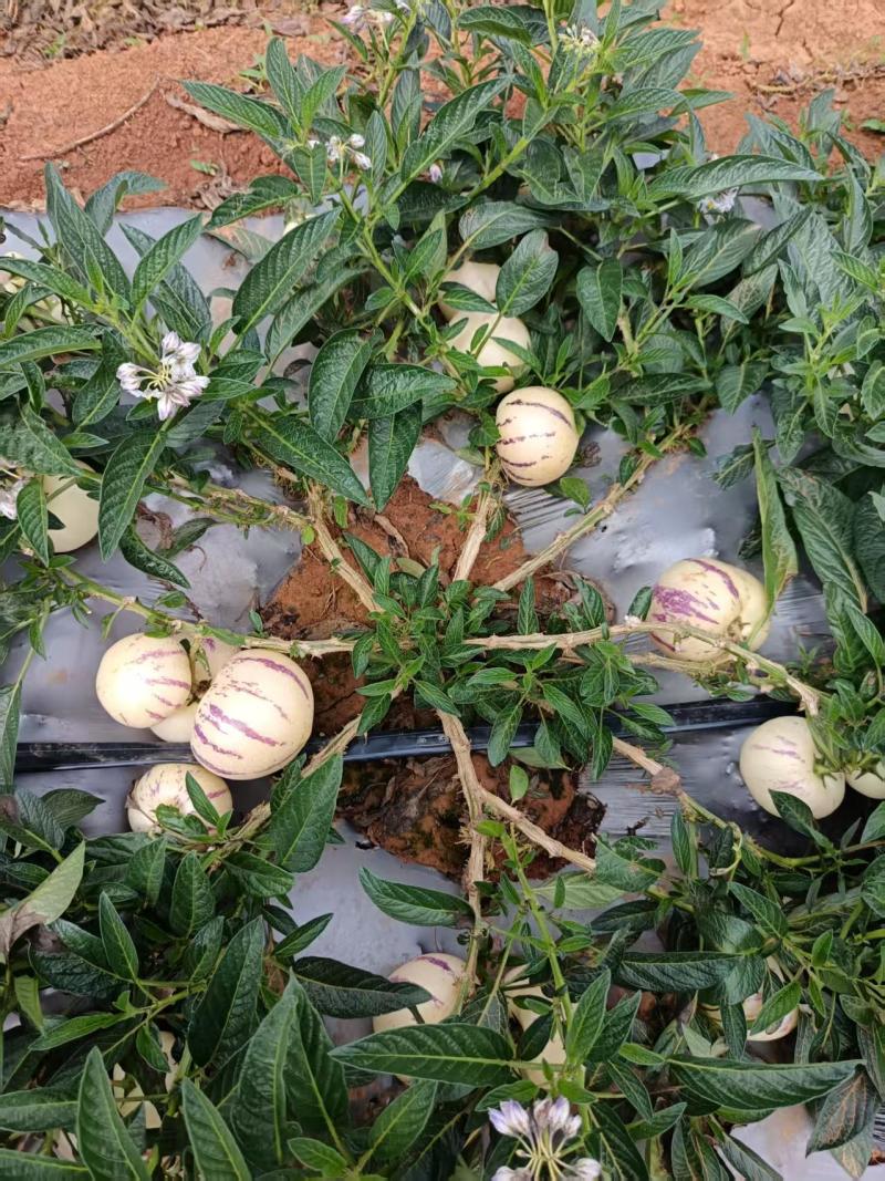 云南人参果，高山原生态种植，支持全国各地商超发货