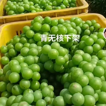 青无核巨峰葡萄