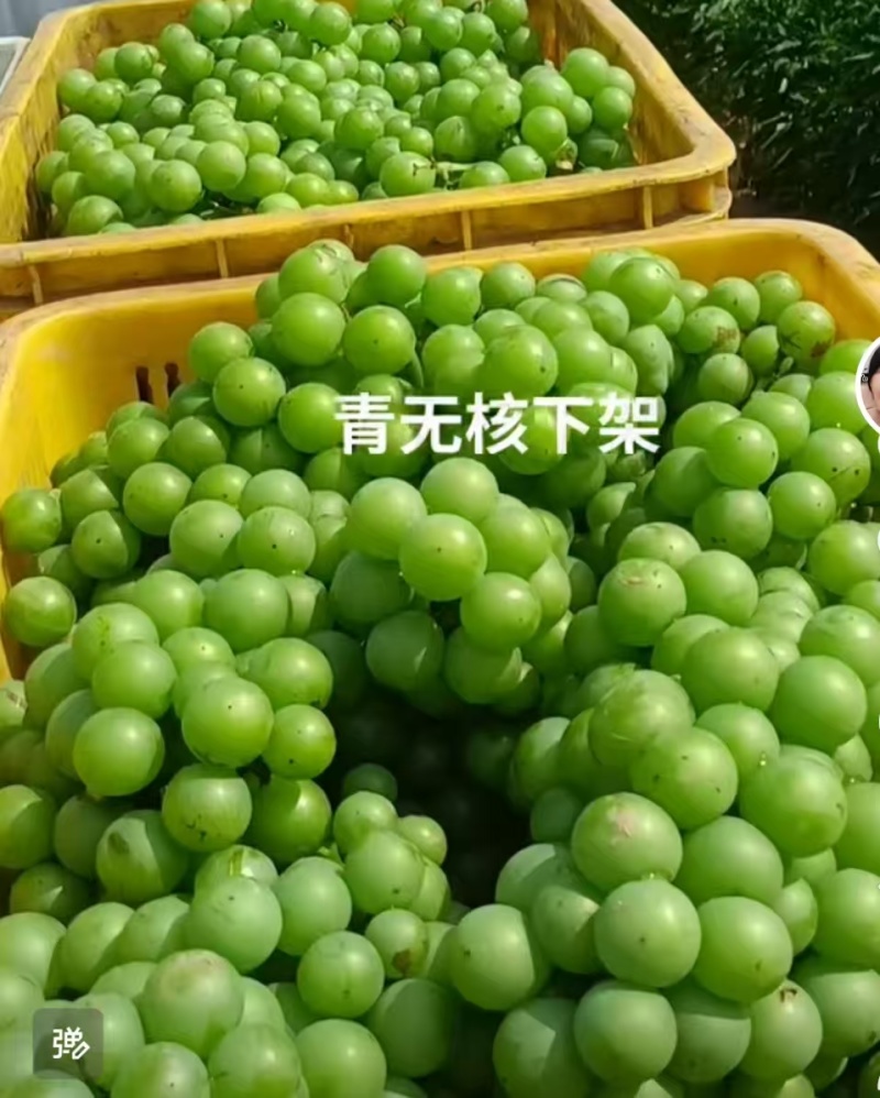 青无核巨峰葡萄