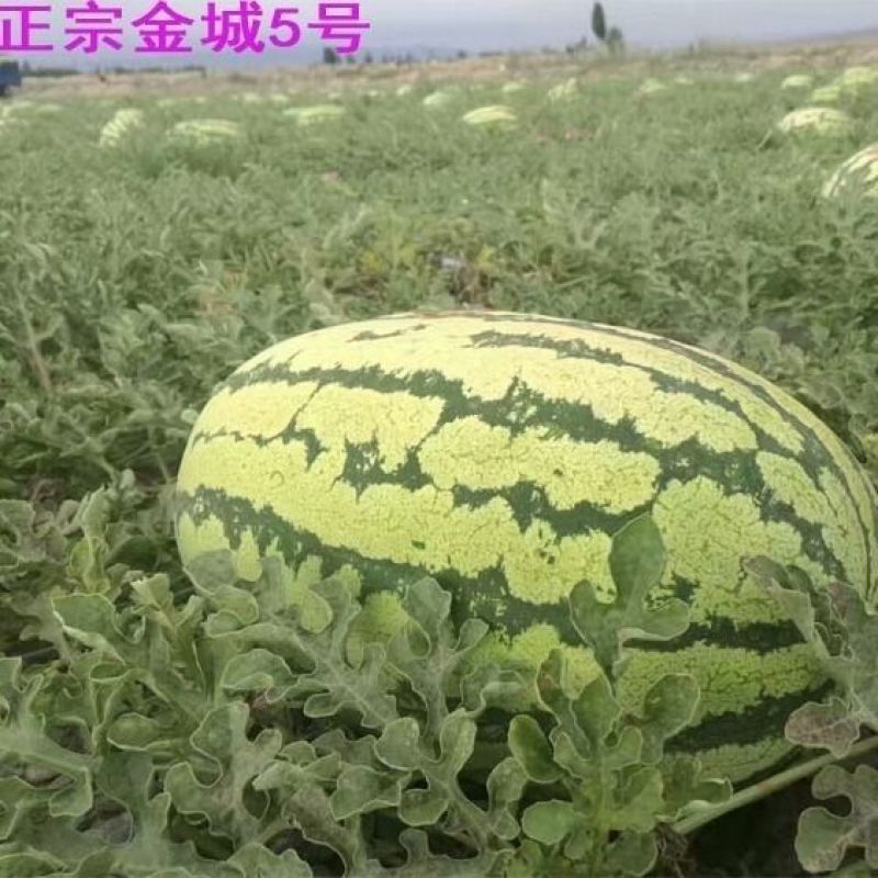宁夏金城西瓜5号/宁夏中卫产地直供，品质好价格低
