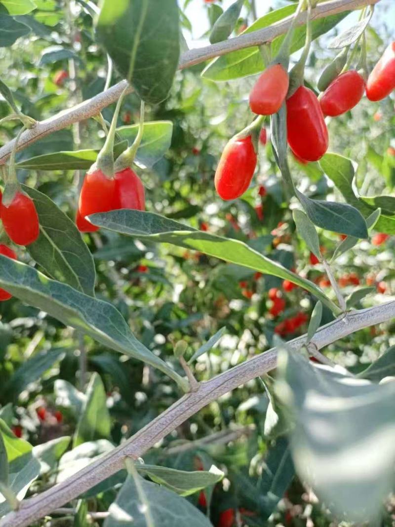 宁夏头茬特等枸杞