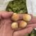 达维青皮大榛子大量现货，每天可以走货保质保量2025年