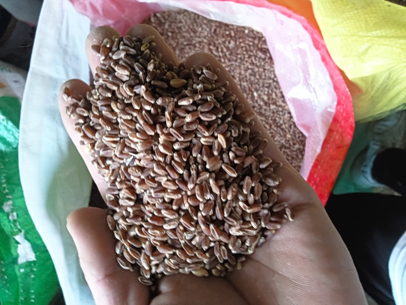 巧克力黑麦
