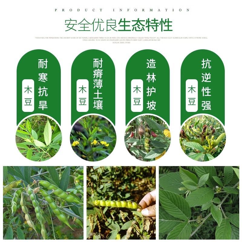 木豆种子厂家一手货源批发品质保证价格美丽欢迎咨询