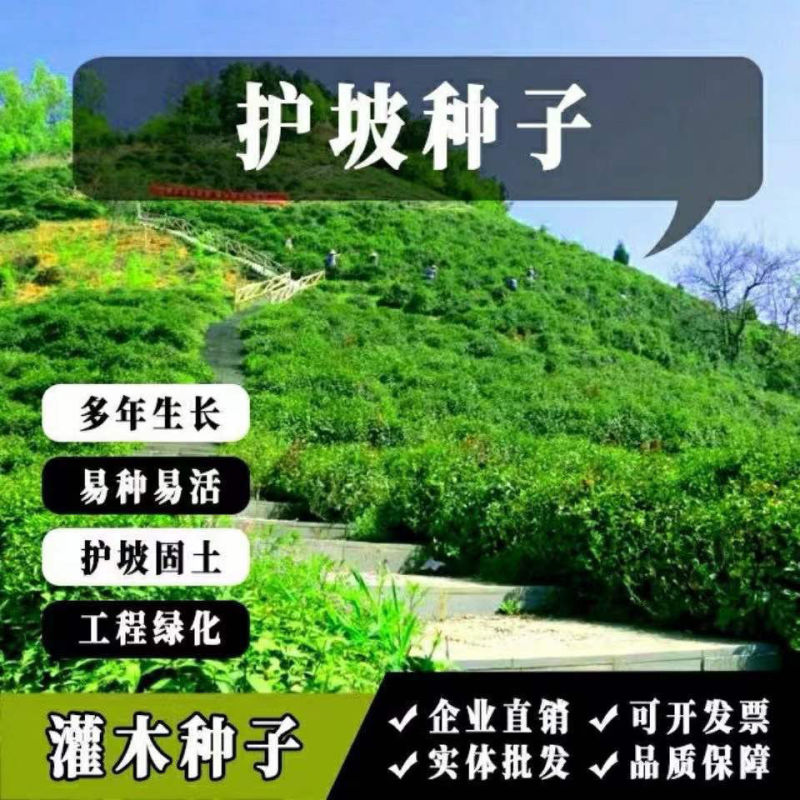 木豆种子厂家一手货源批发品质保证价格美丽欢迎咨询