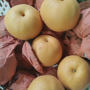 河北馆陶县晚秋黄梨基地直供质量保证量大优惠全国发货