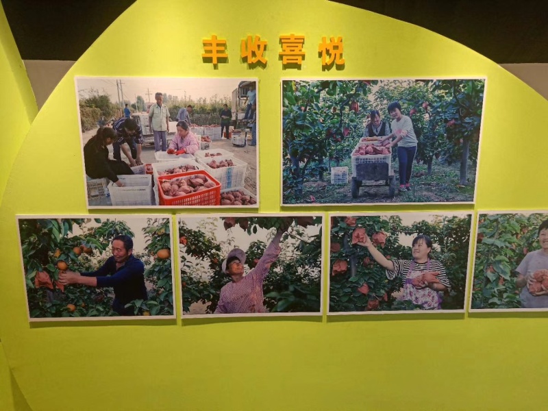河北馆陶县晚秋黄梨基地直供质量保证量大优惠全国发货