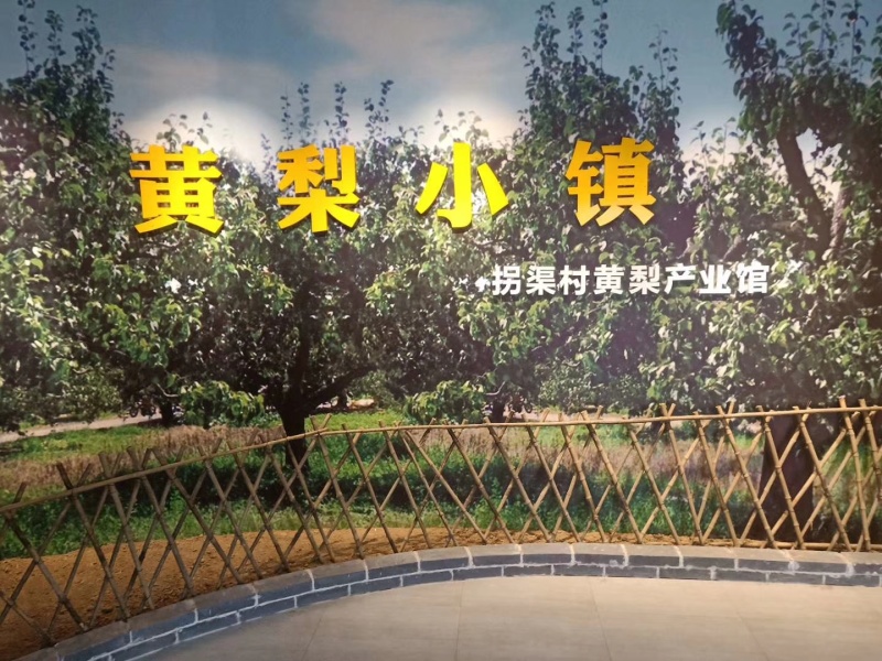 河北馆陶县晚秋黄梨基地直供质量保证量大优惠全国发货