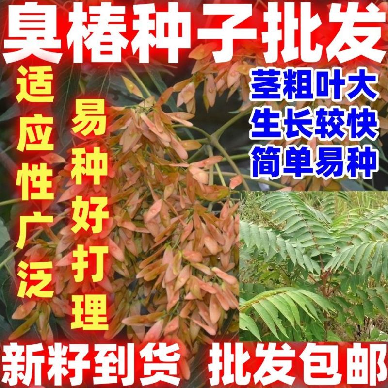 臭椿种子厂家一手货源批发品质保证价格美丽欢迎咨询