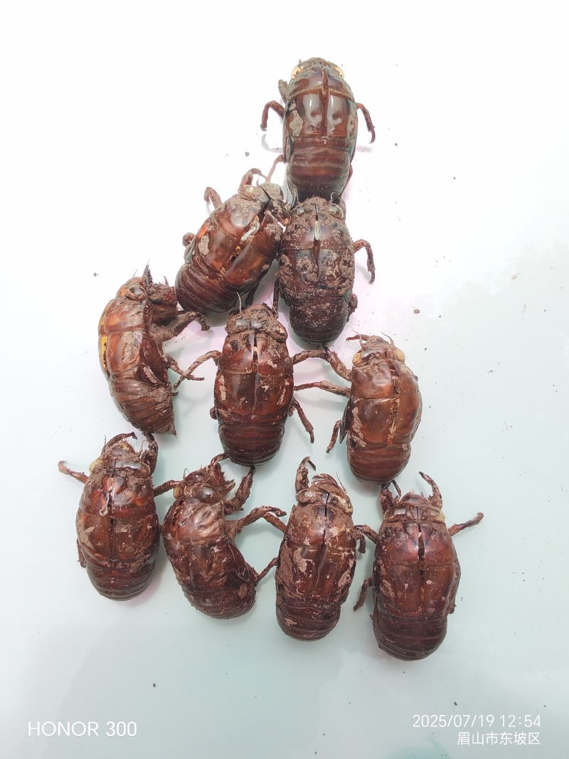 出售四川蝉蜕，黑知了猴壳壳，半斤都能发货，