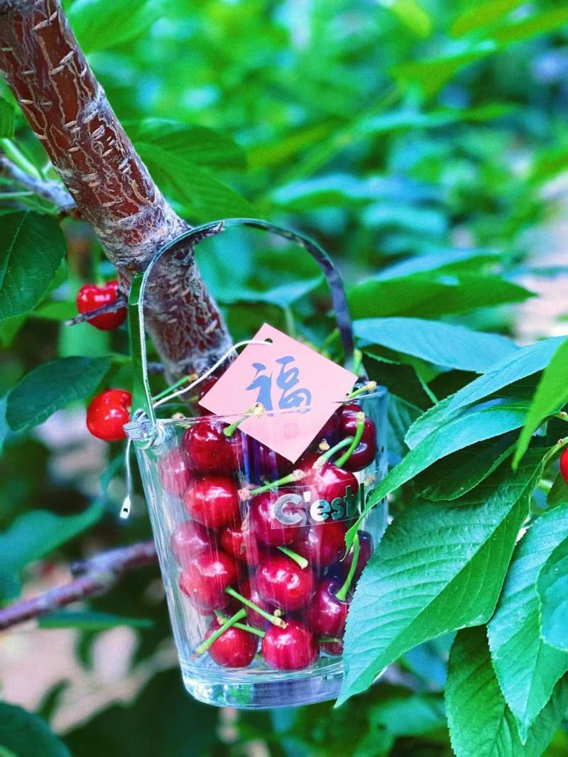 辽宁大连瓦房店得利寺大樱桃