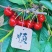 辽宁大连瓦房店得利寺大樱桃