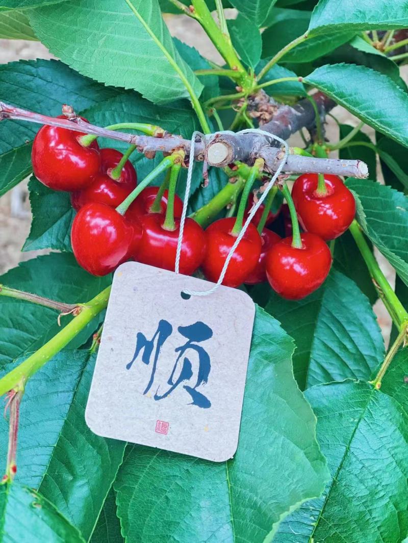 辽宁大连瓦房店得利寺大樱桃