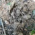 贵州精品野生三叶青果产地直发品质保证欢迎采购