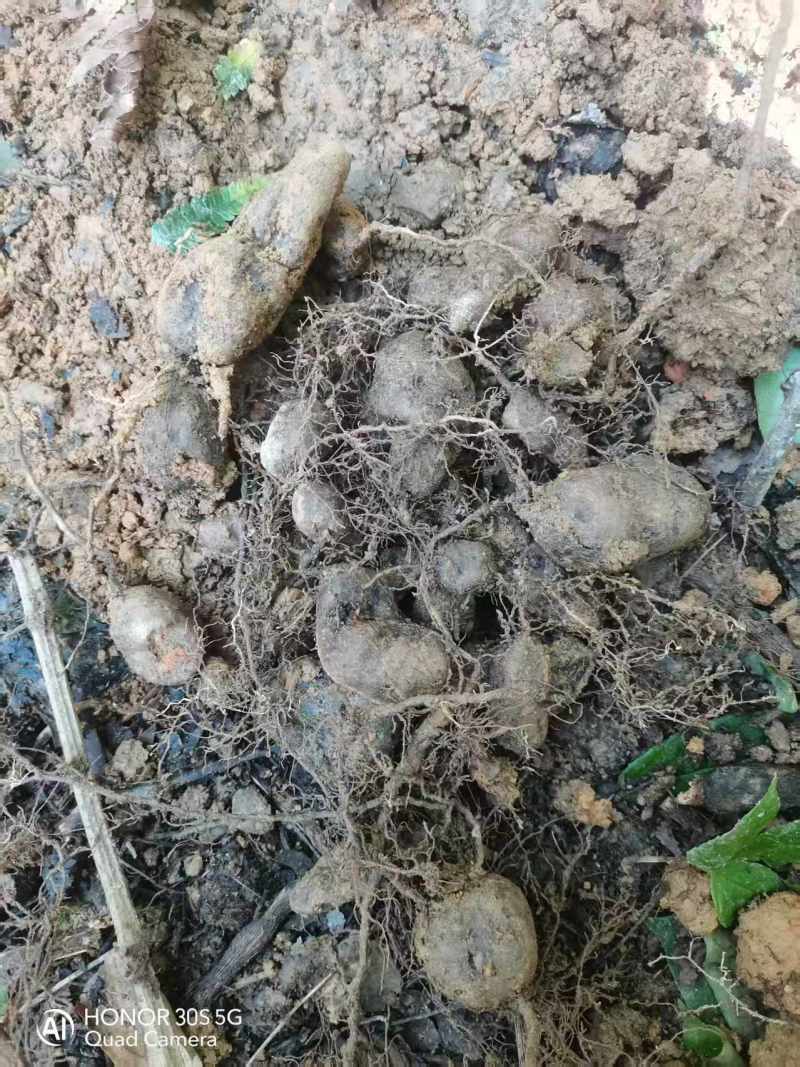 贵州精品野生三叶青果产地直发品质保证欢迎采购