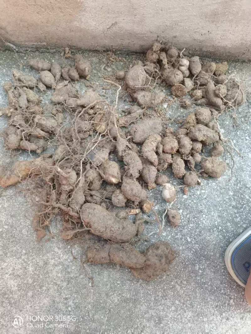 贵州精品野生三叶青果产地直发品质保证欢迎采购