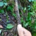 贵州精品野生三叶青果产地直发品质保证欢迎采购