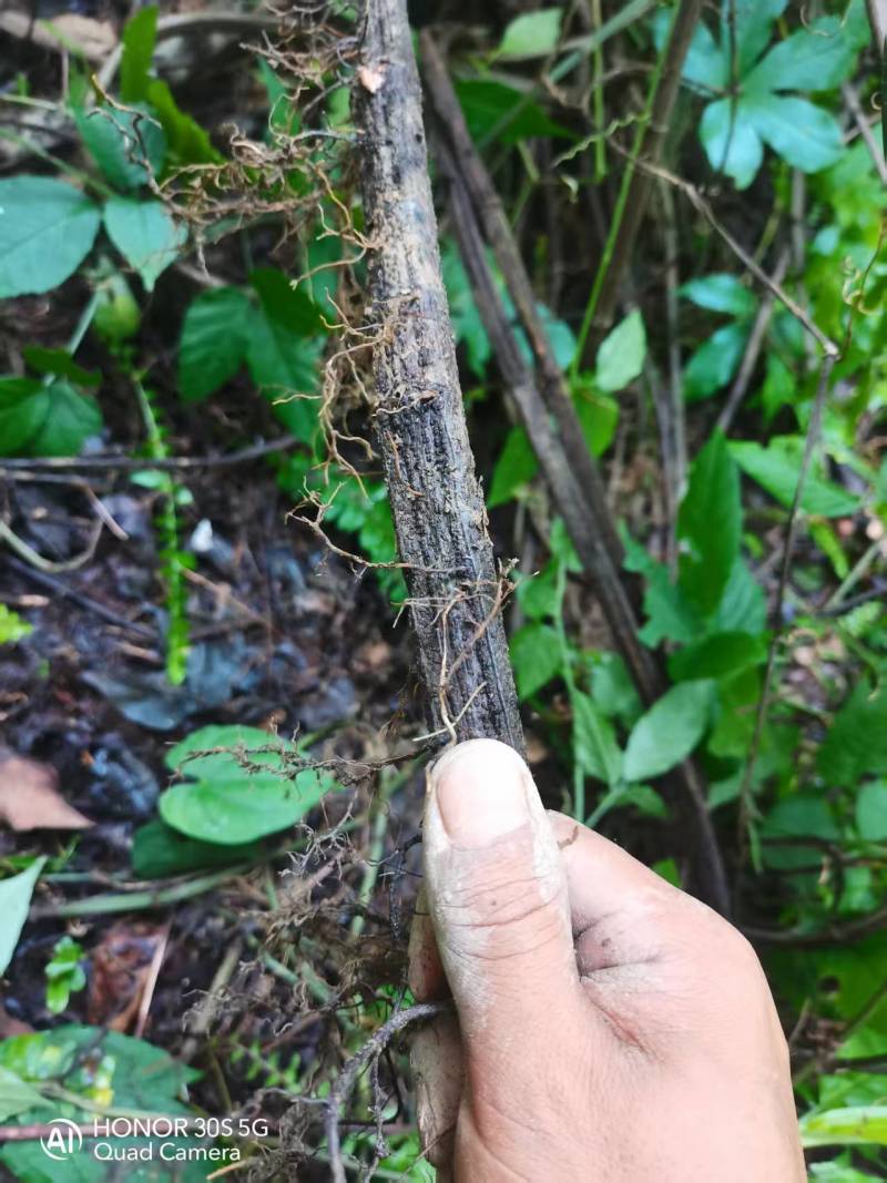 贵州精品野生三叶青果产地直发品质保证欢迎采购
