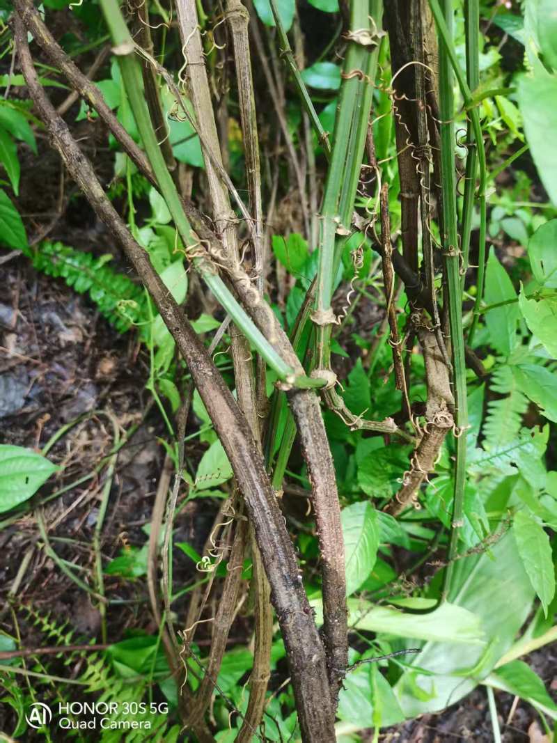 贵州精品野生三叶青果产地直发品质保证欢迎采购