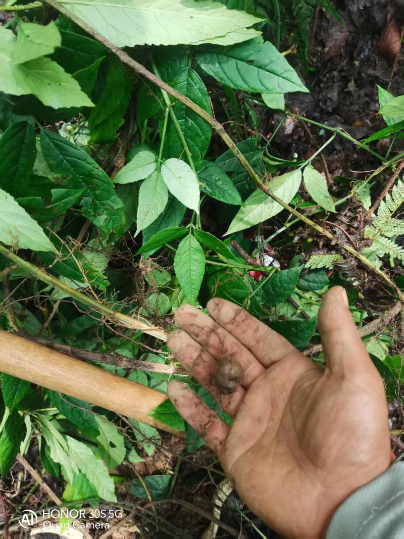 贵州精品野生三叶青果产地直发品质保证欢迎采购