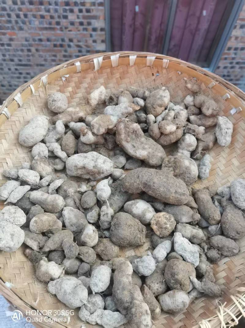 贵州精品野生三叶青果产地直发品质保证欢迎采购