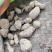 贵州精品野生三叶青果产地直发品质保证欢迎采购