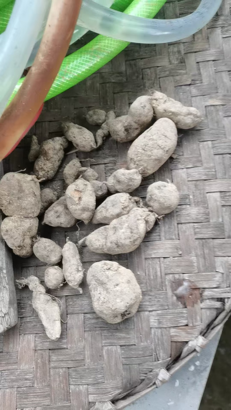 贵州精品野生三叶青果产地直发品质保证欢迎采购