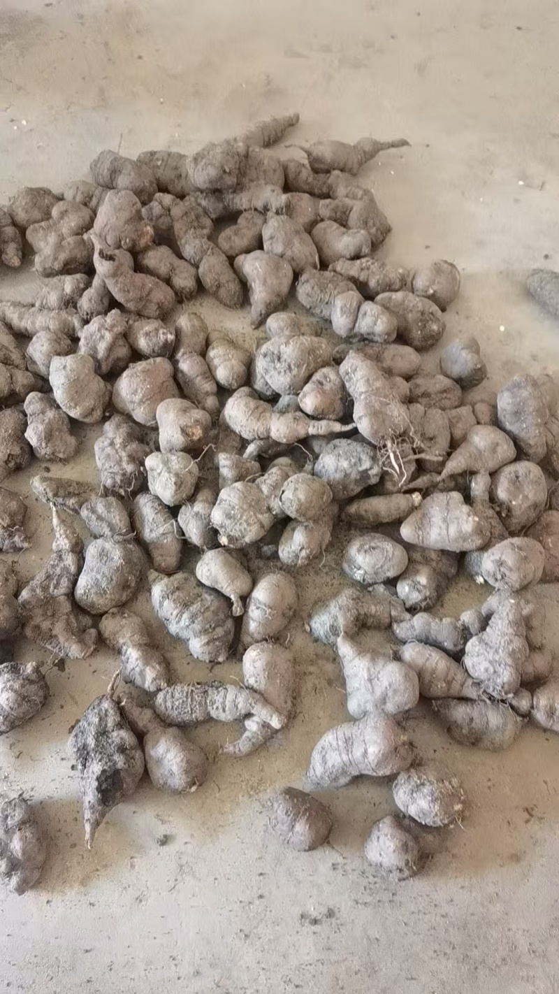 贵州精品野生三叶青果产地直发品质保证欢迎采购