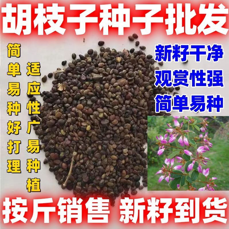 胡枝子种子厂家一手货源批发品质保证价格便宜欢迎咨询